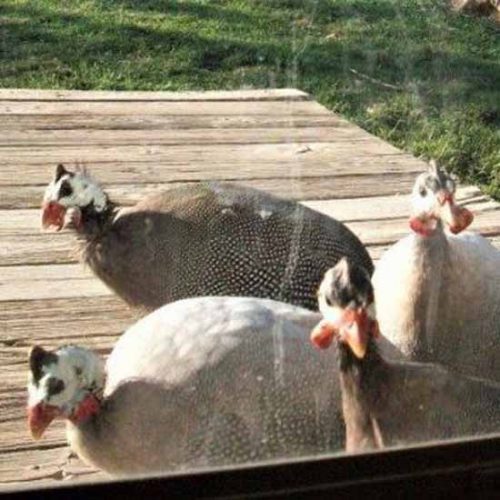 Guineas: That Great Speckled Bird Image